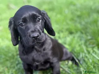 Cocker Spaniel dogs Ready now Stunning working cockers - Advert 13