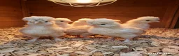 Chickens poultry for sale:  silkie chick's, polish chick's Available  - Advert 19