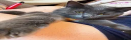 Mixed Breed cats for sale: 1 kitten 2 cats  - Advert 6