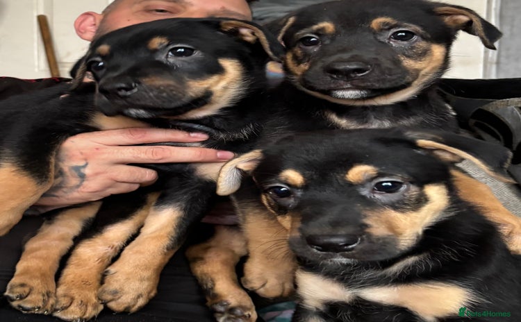 Mixed Breed dogs - Advert 2