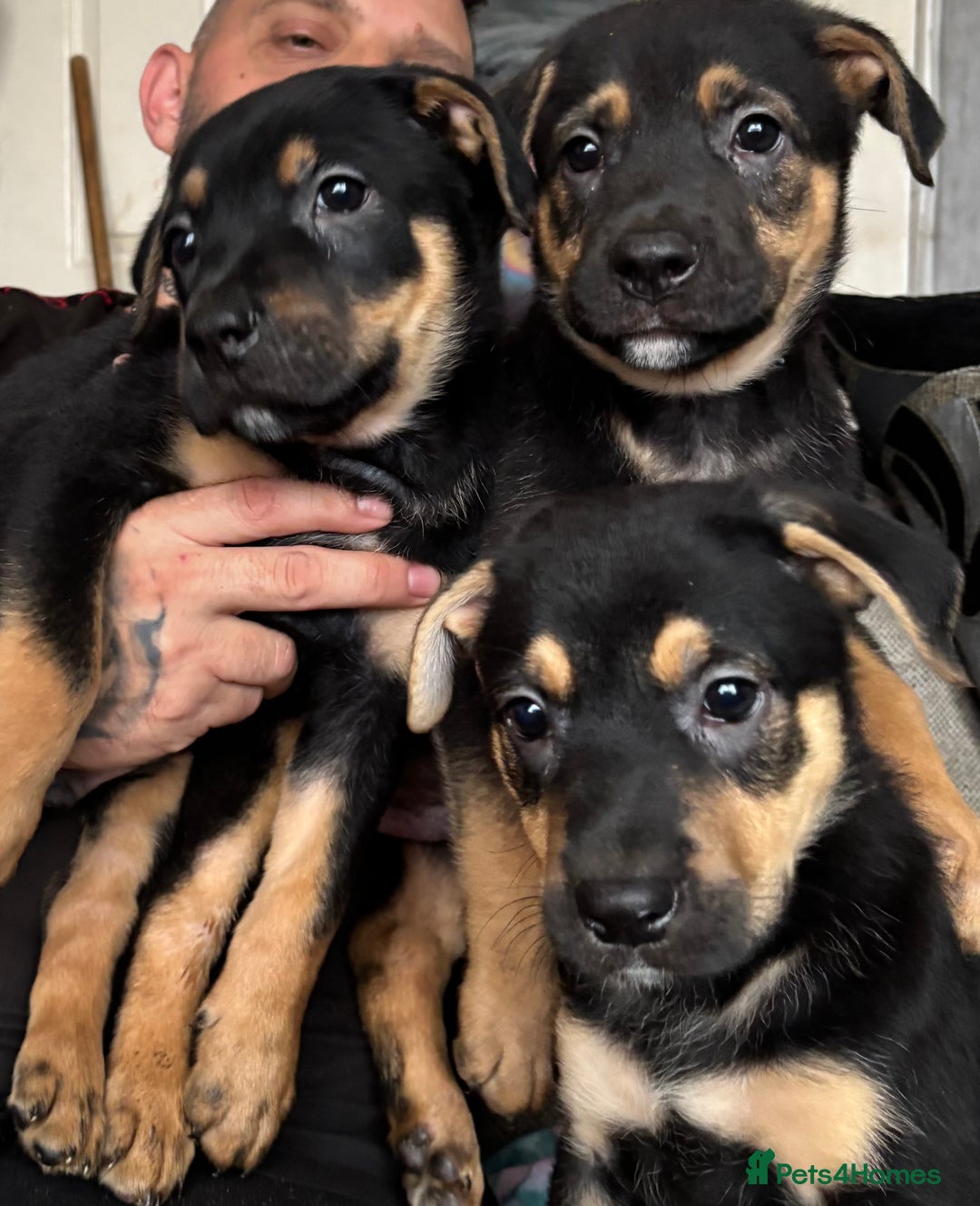 Mixed Breed dogs for sale: german shepard x old tyme bulldog  - Image 1