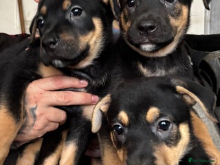 Mixed Breed dogs - Advert 4