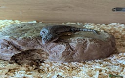 Skink reptiles for sale: Blue Tongue Skinks for sale - Image 6