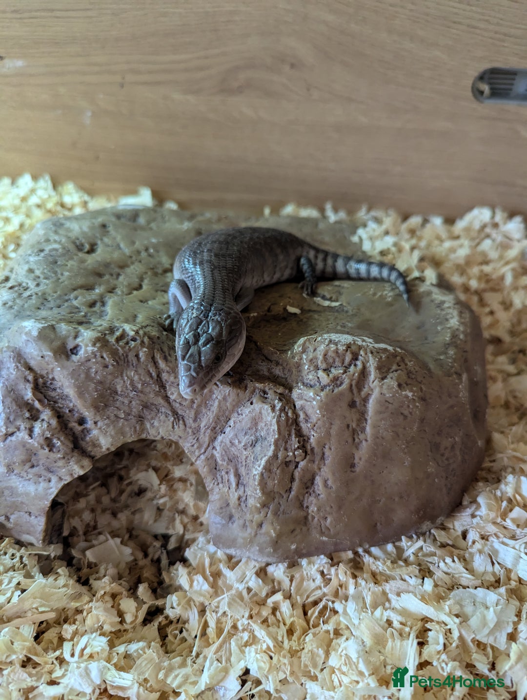 Skink reptiles for sale: Blue Tongue Skinks for sale - Image 6