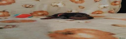 Miniature Dachshund dogs for sale: Miniat Dachshund puppy READY TO LEAVE  - Advert 23