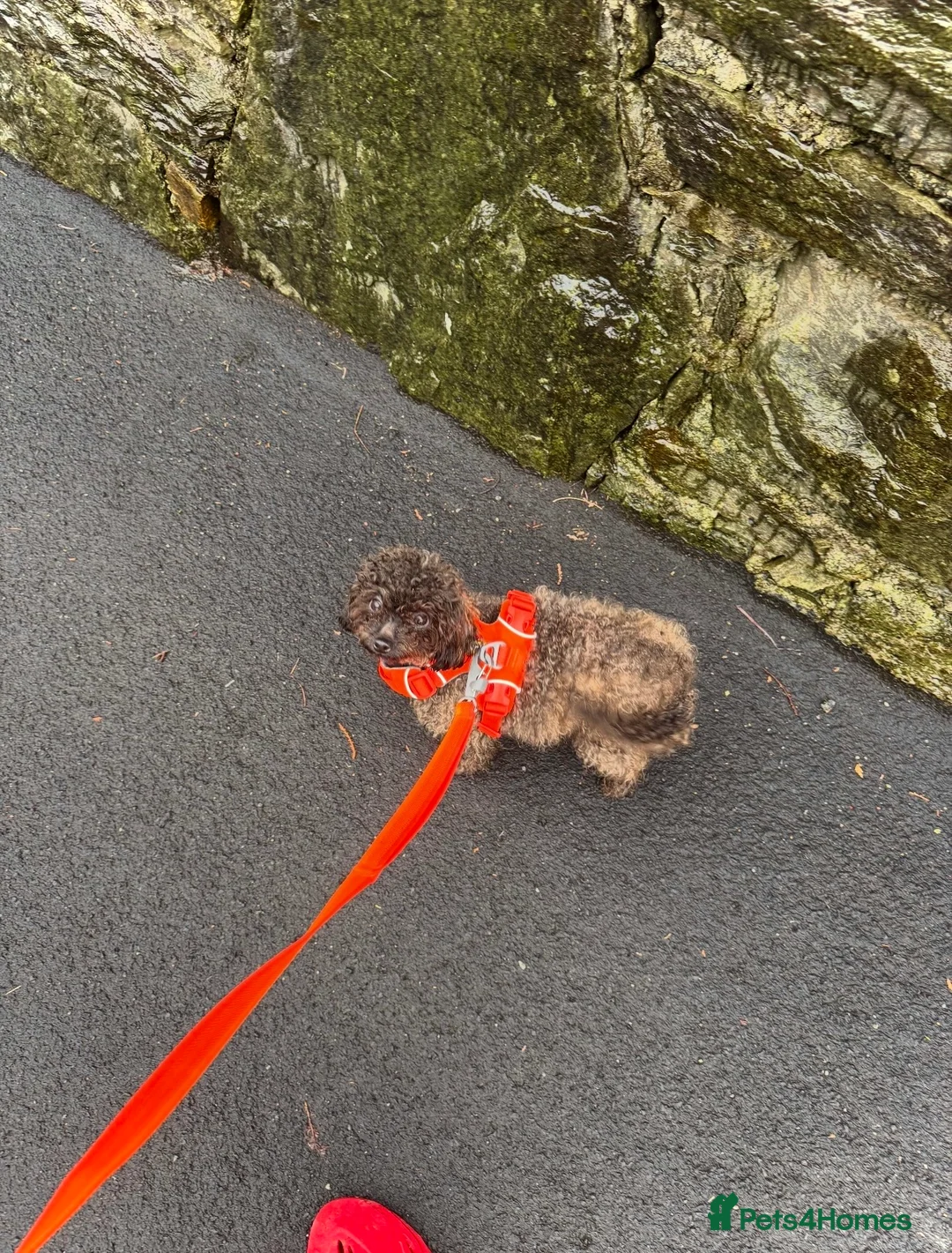 Toy Poodle dogs for sale: 100% Asian Toy Poodles 🐩🐩 - Structure & Colour - Advert 5