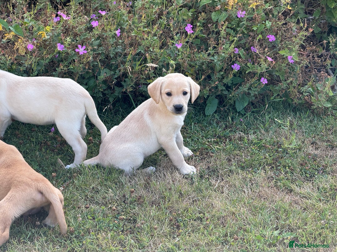 Labrador Retriever dogs for sale: Lovely KC Registered Labrador Puppies - Image 6