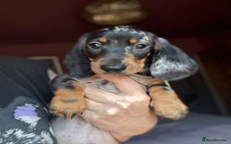 Dachshund dogs for sale: Kc reg first vac chipped licensed bundles of love  - Image 11