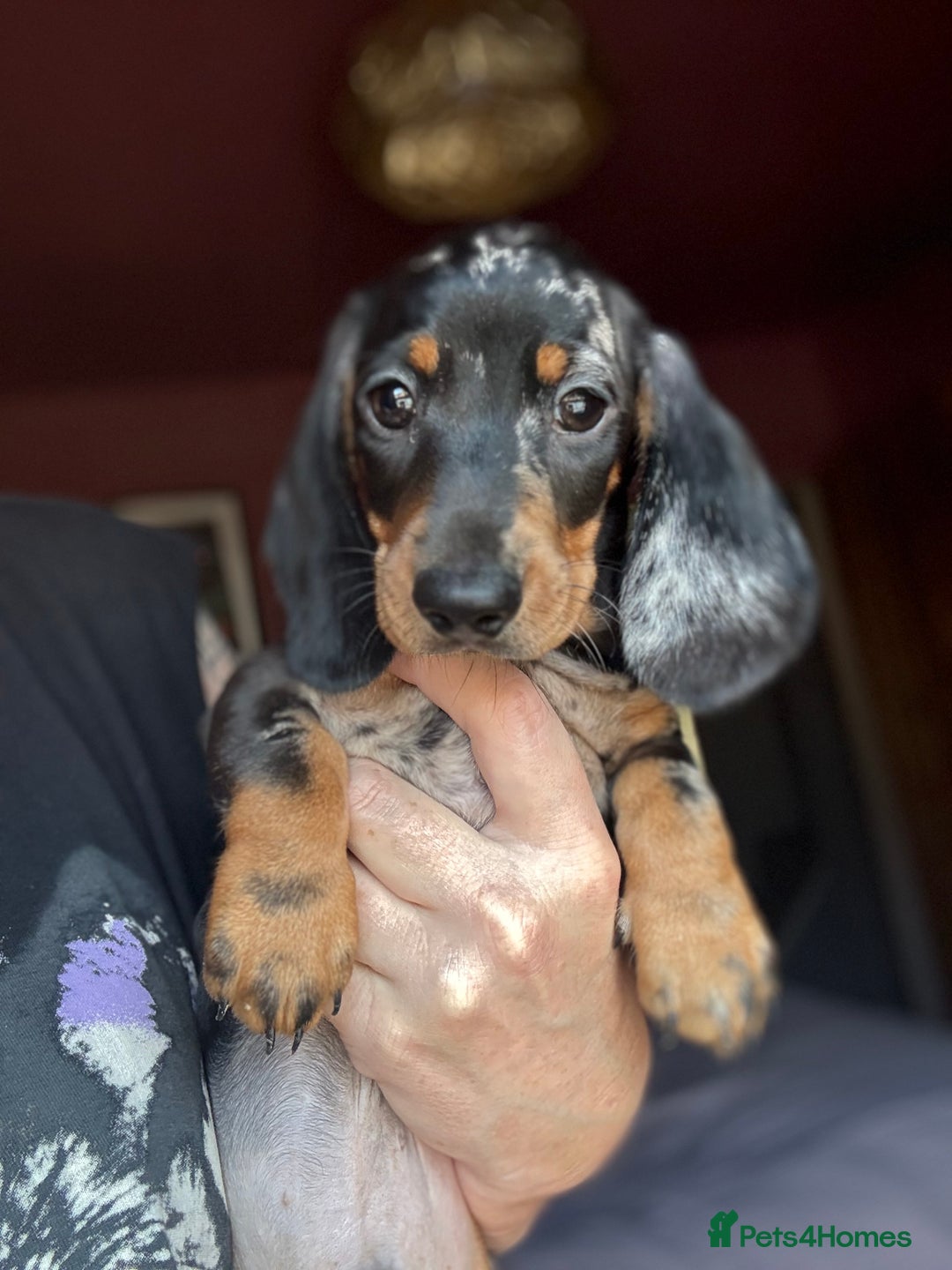 Dachshund dogs for sale: Kc reg first vac chipped licensed bundles of love  - Image 11