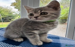 British Shorthair cats for sale: Purebred British Shorthair Grey Stripe Kittens - Image 3