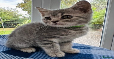 British Shorthair cats - Advert 5