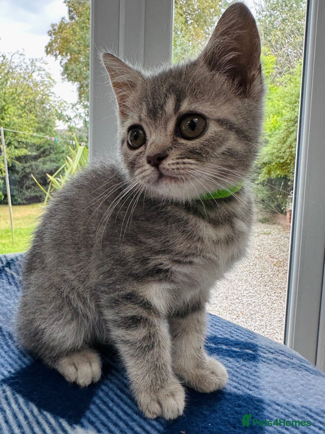 British Shorthair cats for sale: Purebred British Shorthair Grey Stripe Kittens - Image 3
