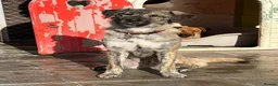 Mixed Breed dogs for adoption: Ebony - Norwich Norfolk  in Norwich - Advert 2