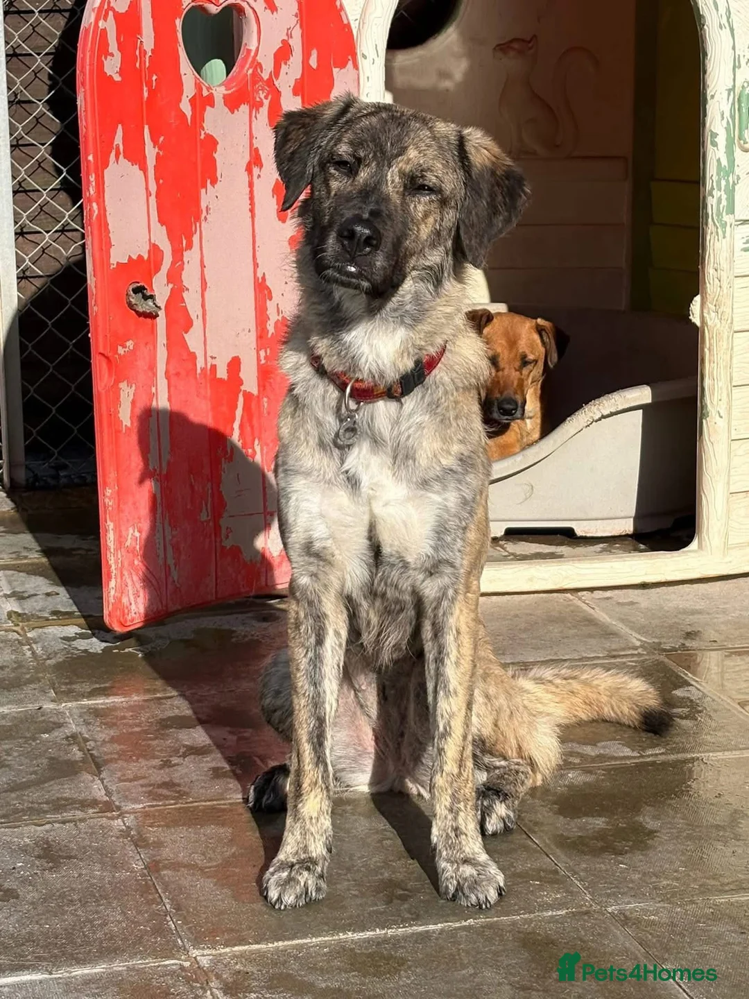Mixed Breed dogs for adoption: Ebony - Norwich Norfolk  in Norwich - Advert 2