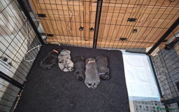 Staffordshire Bull Terrier dogs for sale: 2 female staffies  - Image 15