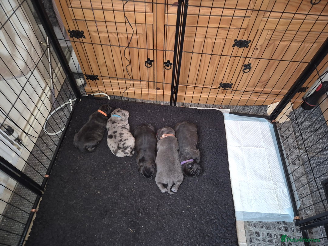 Staffordshire Bull Terrier dogs for sale: 2 female staffies  - Image 15