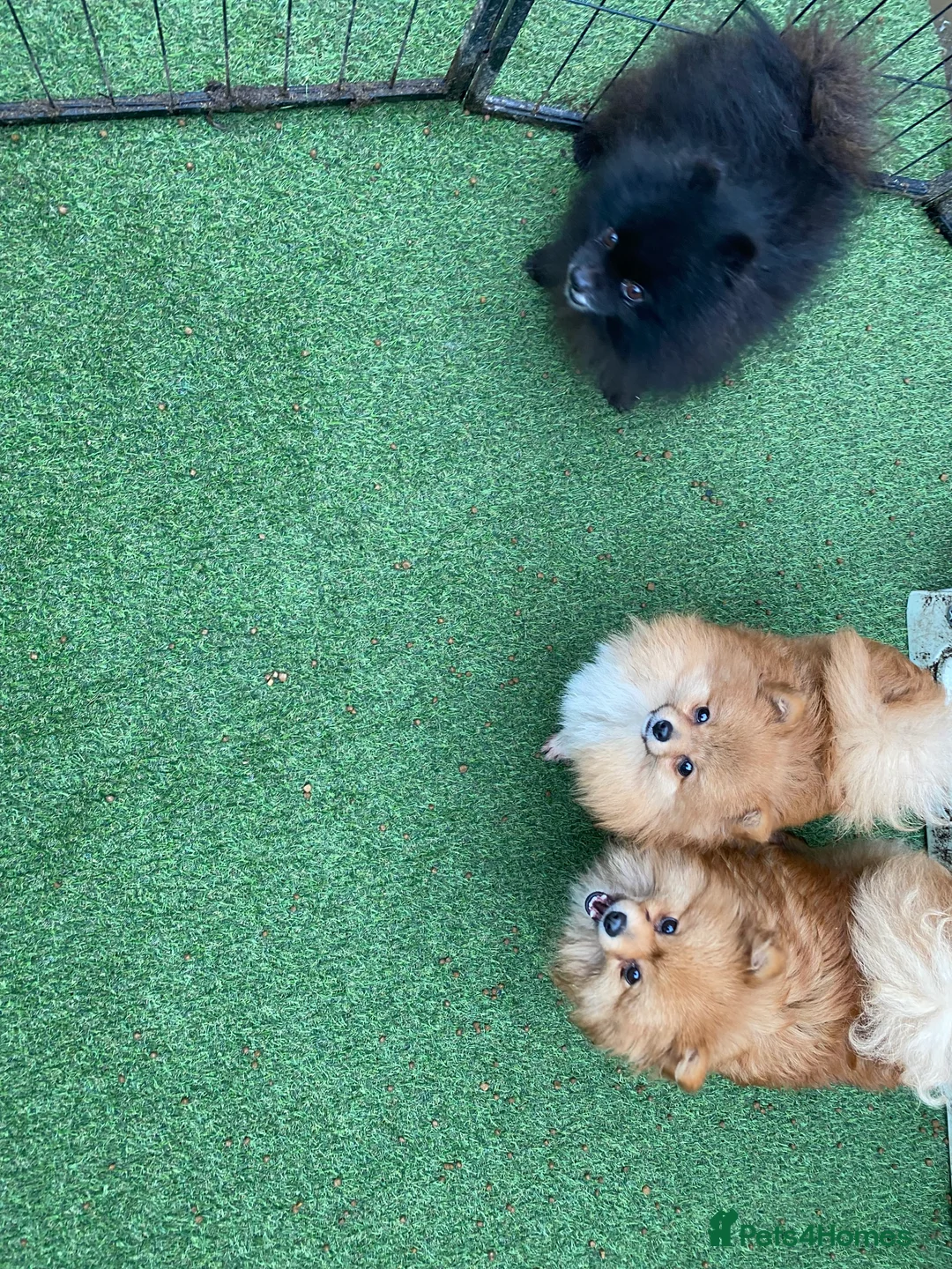 Gallery Image {{count}}