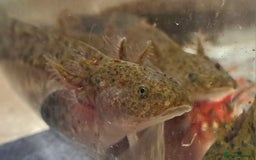 Axolotl reptiles for sale: Axolotls  - Image 30