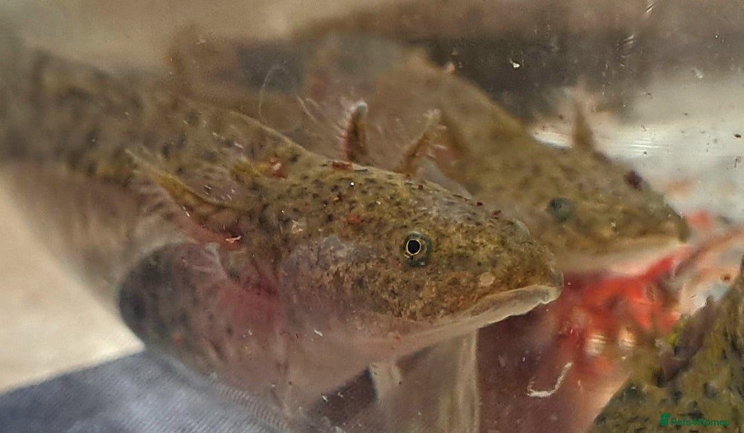 Axolotl reptiles for sale: Axolotls  - Image 30