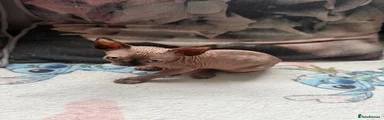 Sphynx Kitten 3