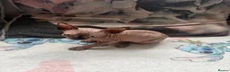 Sphynx cats for sale: Sphynx kittens  - Advert 9