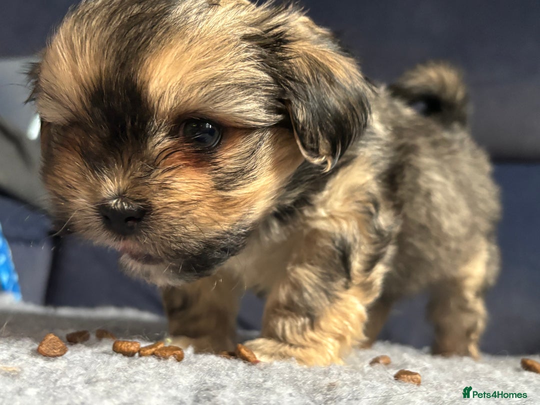 Lhasa Apso dogs for sale: Lhasa Apso Puppies – Tiny Tails, Big Hearts! - Image 24