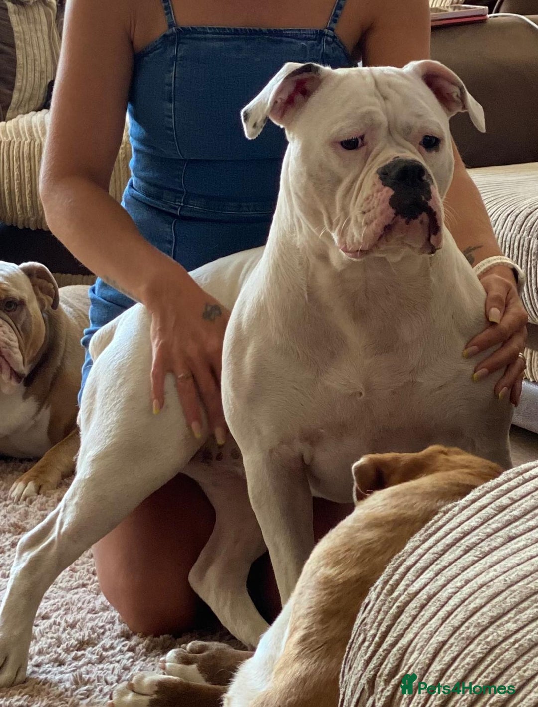 Olde English Bulldogge dogs for sale: Good home needed - Image 4