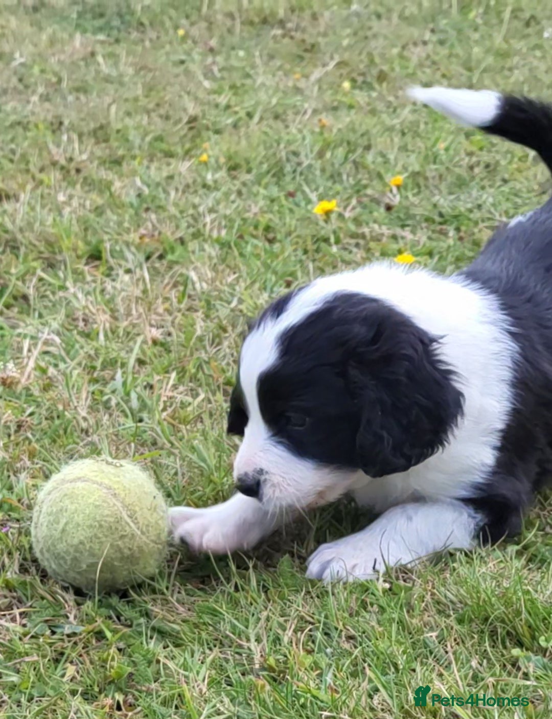 Mixed Breed dogs for sale: Spaniel Collie Cross Puppies  - Image 6