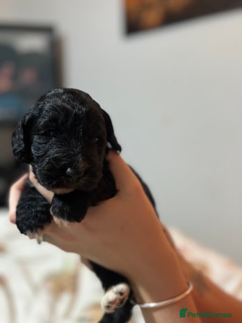 Cockapoo dogs Beautiful F1 Cockapoo - Advert 13