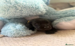 Cockerdor dogs for sale: 🐶Cockerdor Puppies 🐶 - Image 7