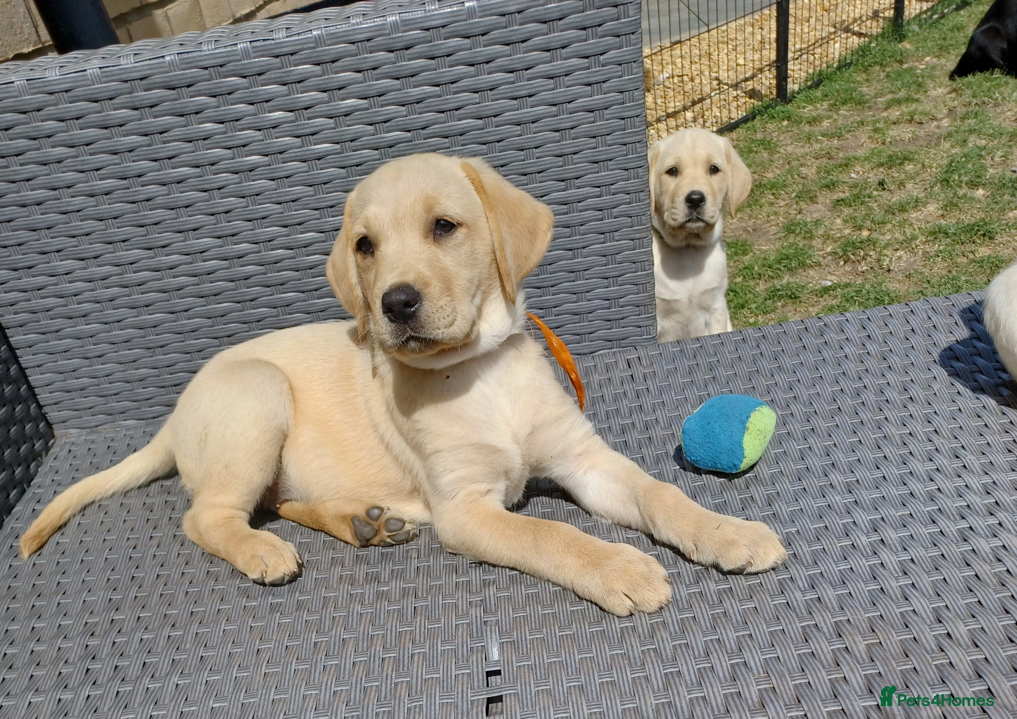 Labrador Retriever dogs Last golden girl looking for her forever home - Advert 1