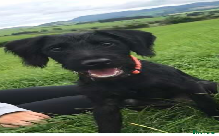 Mixed Breed dogs - Advert 1