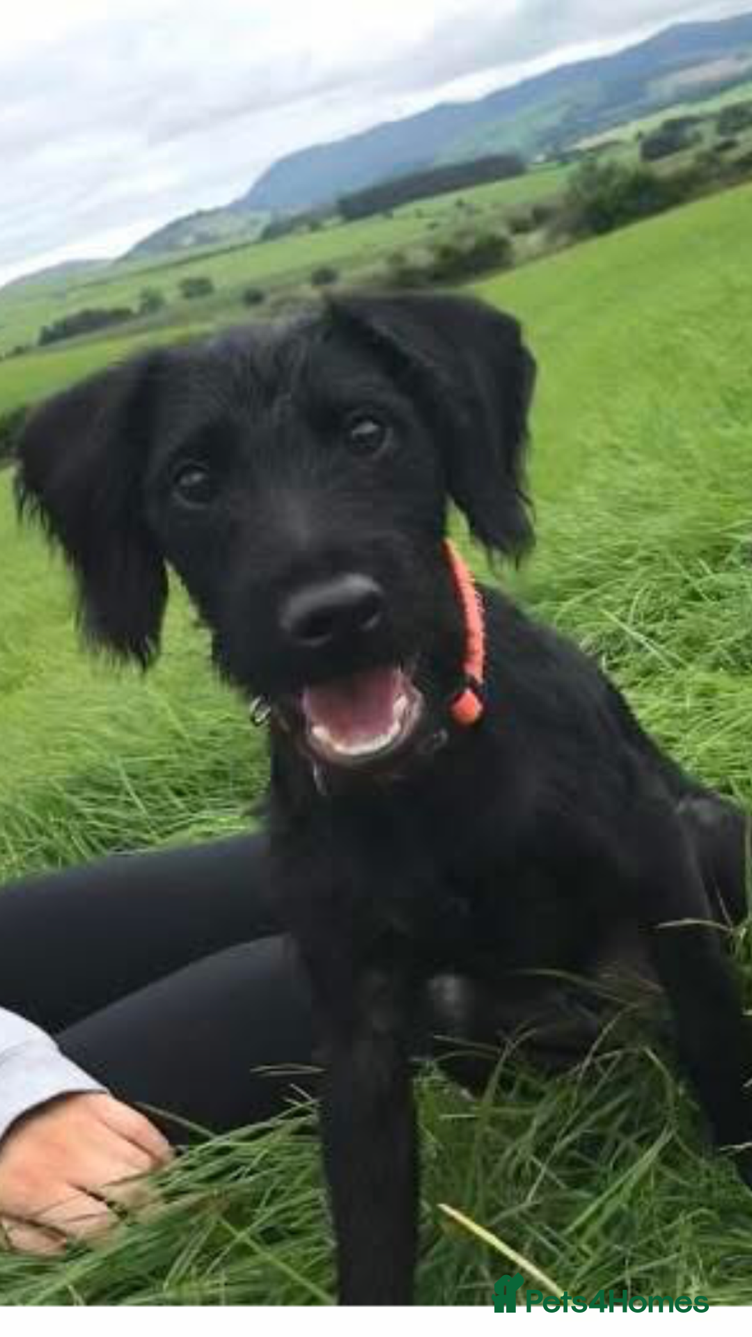 Mixed Breed dogs for sale: Jack-a-poo 7 months old  - Image 1