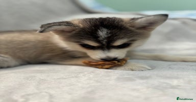 Pomsky dogs - Advert 15