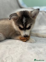 Pomsky dogs - Advert 3