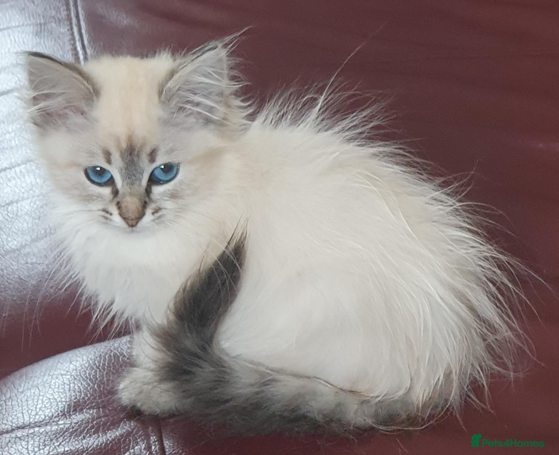 Siberian cats 2 LEFT - Fluffy Siberian Neva Masquerade Kittens - Advert 2