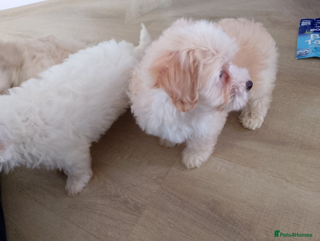 Maltipoo dogs for sale: Maltipoo puppies boy and girl available  - Image 27