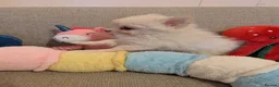 Pomsky dogs for sale: Pomsky Puppies - Advert 7
