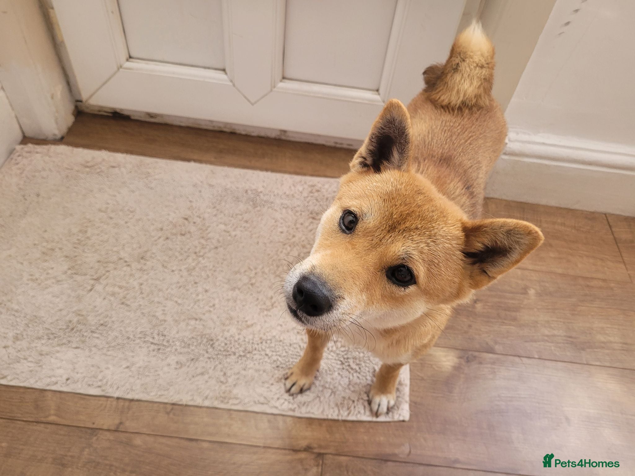 Japanese Shiba Inu dogs I'm looking for a nice home for my dog  - Advert 9
