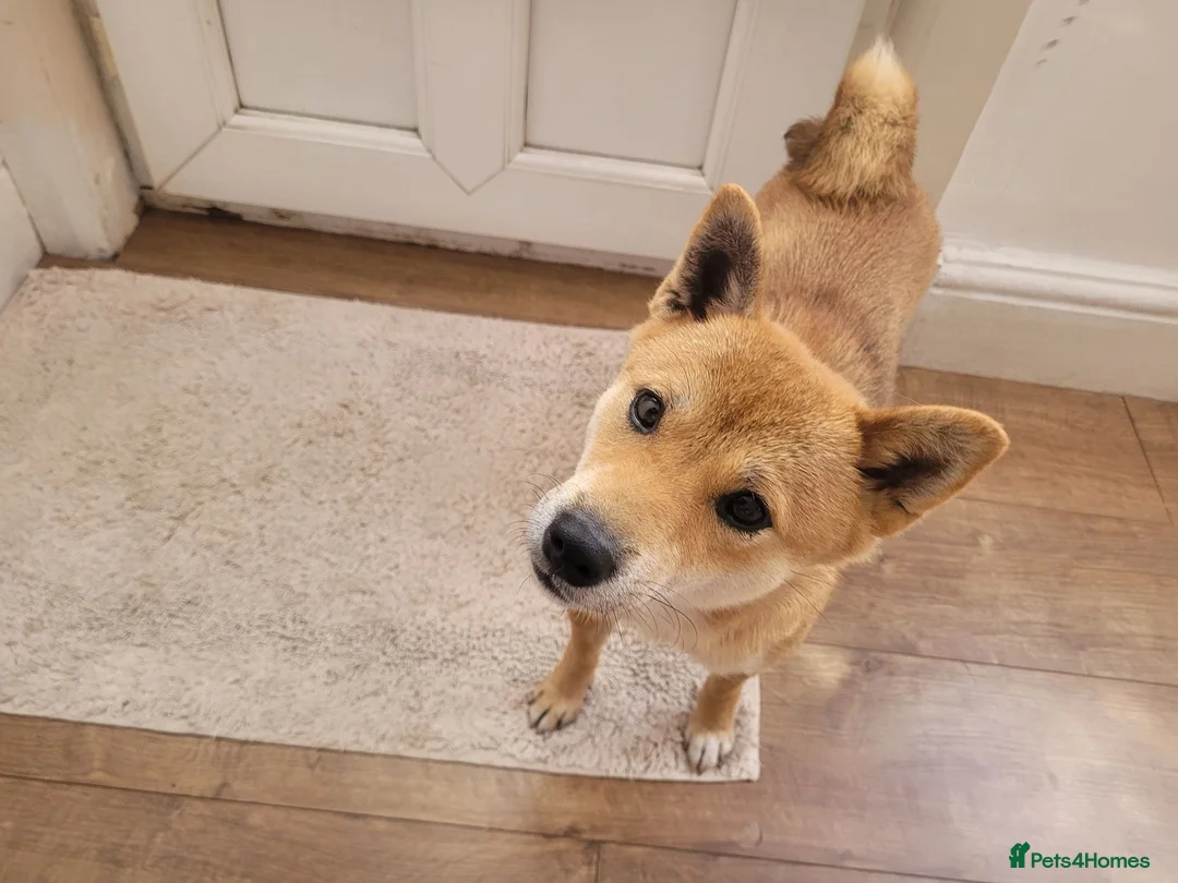 Japanese Shiba Inu dogs for sale: I'm looking for a nice home for my dog  - Advert 1