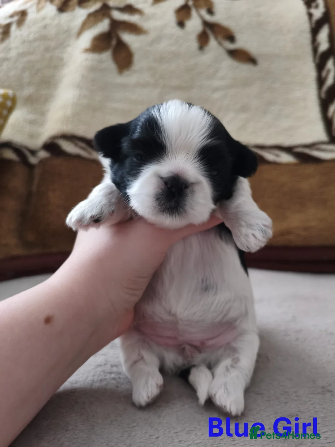 Shih Tzu dogs for sale: Pure Shih Tzu Puppies  - Advert 19