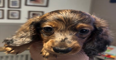 Miniature Dachshund dogs - Advert 8