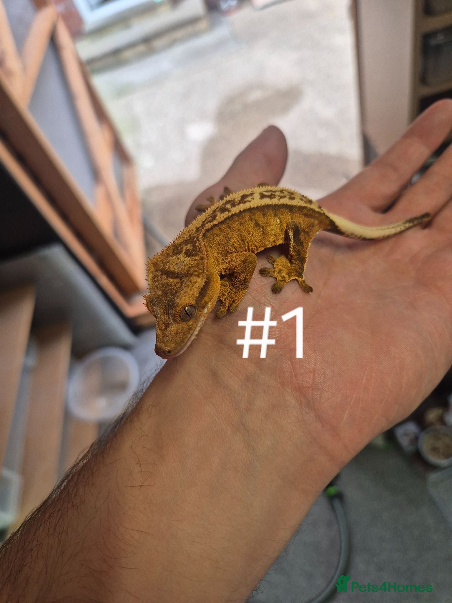 Gecko reptiles Crested geckos - Advert 1