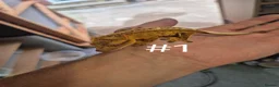 Gecko reptiles for sale: Crested geckos - Advert 1