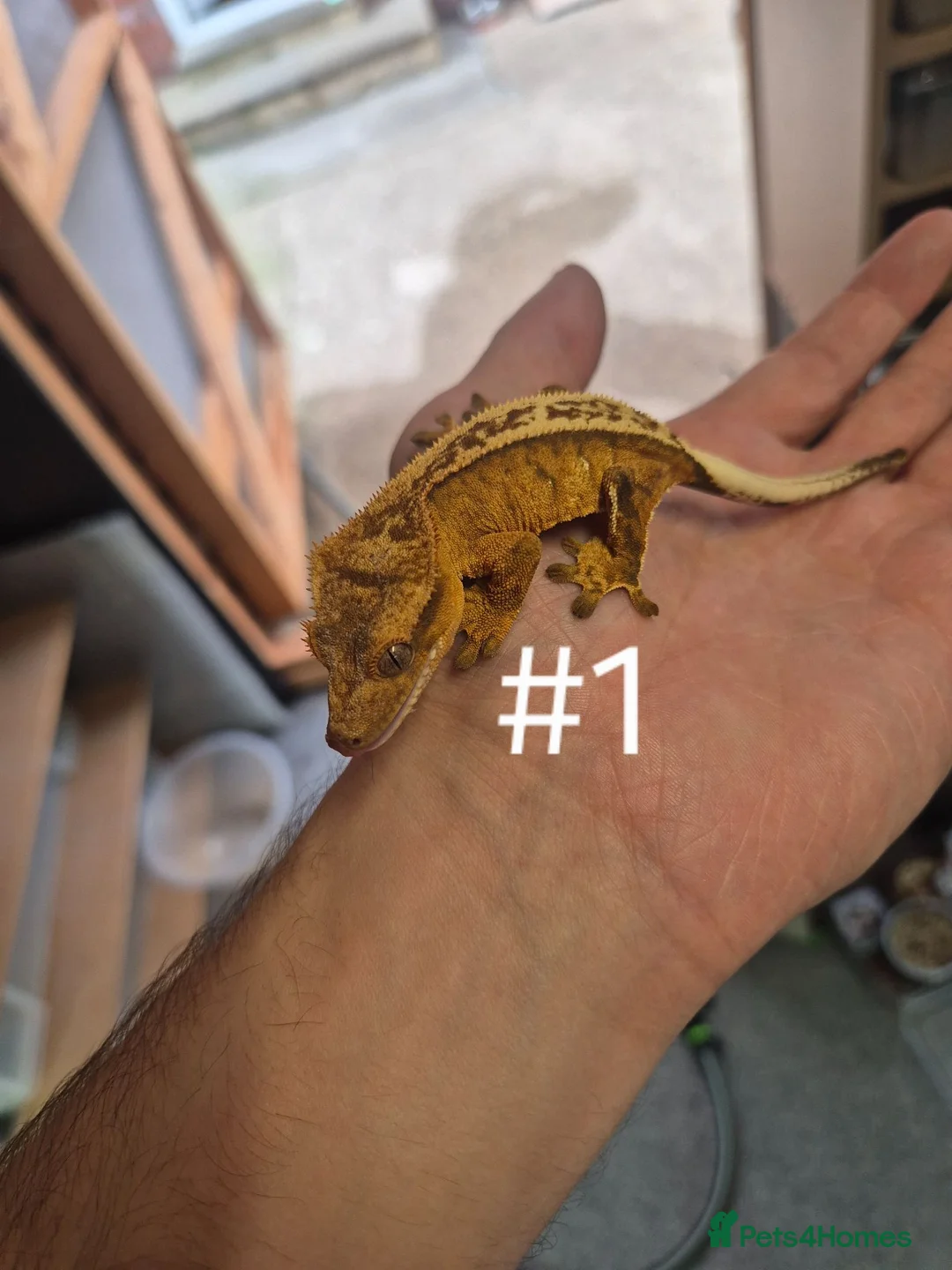 Gecko reptiles for sale: Crested geckos - Advert 1