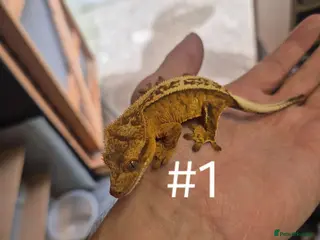 Gecko reptiles Crested geckos - Advert 1