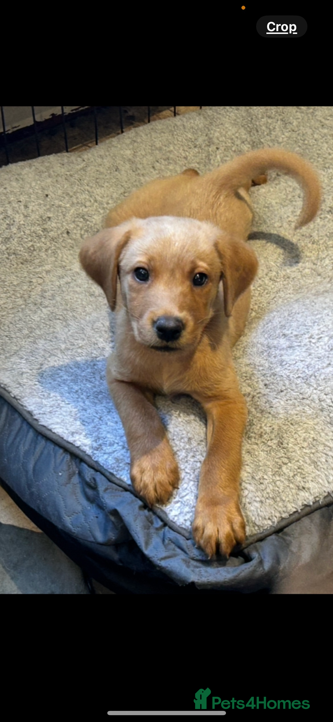 Labrador Retriever dogs for sale: Beautiful fox red and yellow lab puppies  - Image 9