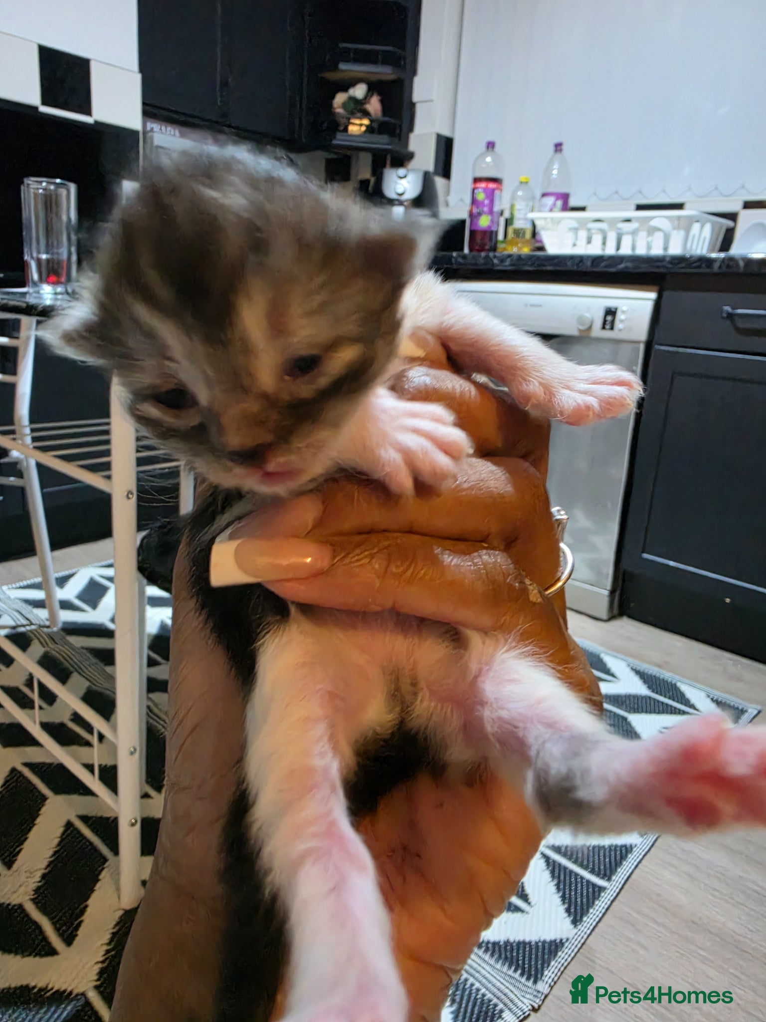 Persian cats for sale: Beautiful Persian Mix Kittens - Advert 5