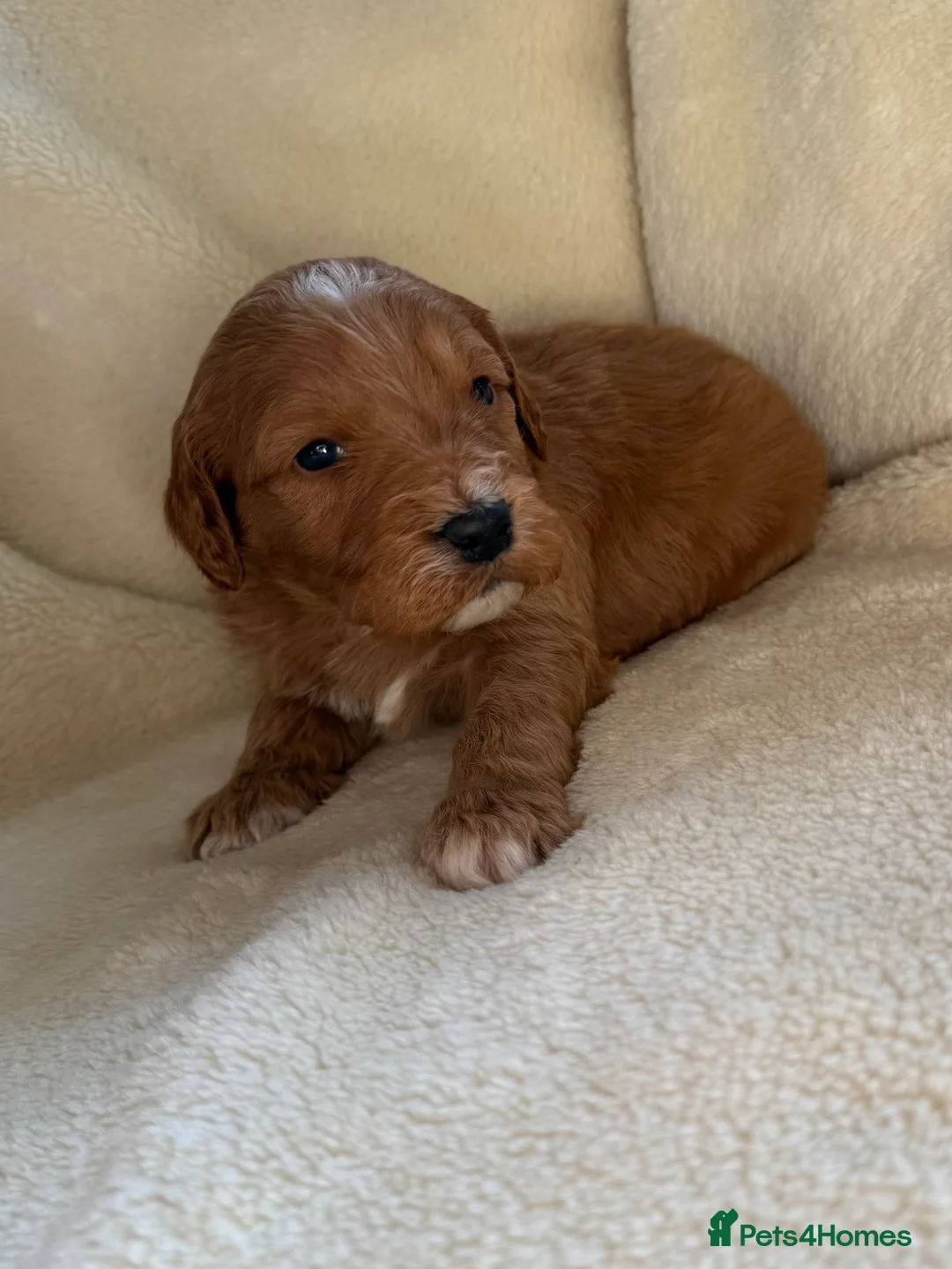 Double Doodle dogs for sale: Exceptionally marked Double doodles puppies - Advert 7
