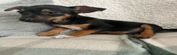 Jack Russell dogs for sale: 2 chocolate tannedboys left!!!  - Advert 6